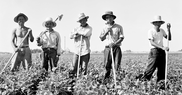 Laborers in sugar beet fields outside of Shelley, Idaho. Library of Congress, Prints & Photographs Division, Farm Security Administration-OWI Collection (Courtesy of the Japanese American National Museum) 