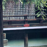 “Fujitsubo” flower seen at the Kyoto Imperial Palace.